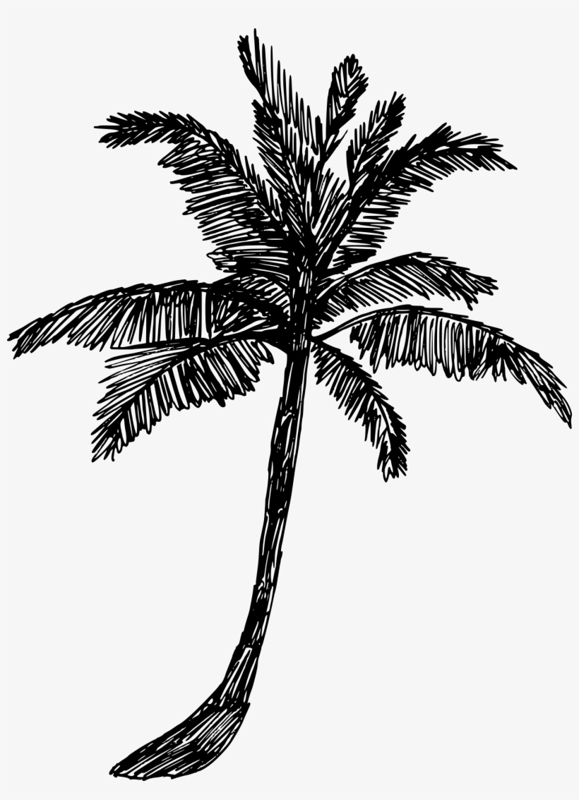 Detail Palm Tree Drawing Png Nomer 2
