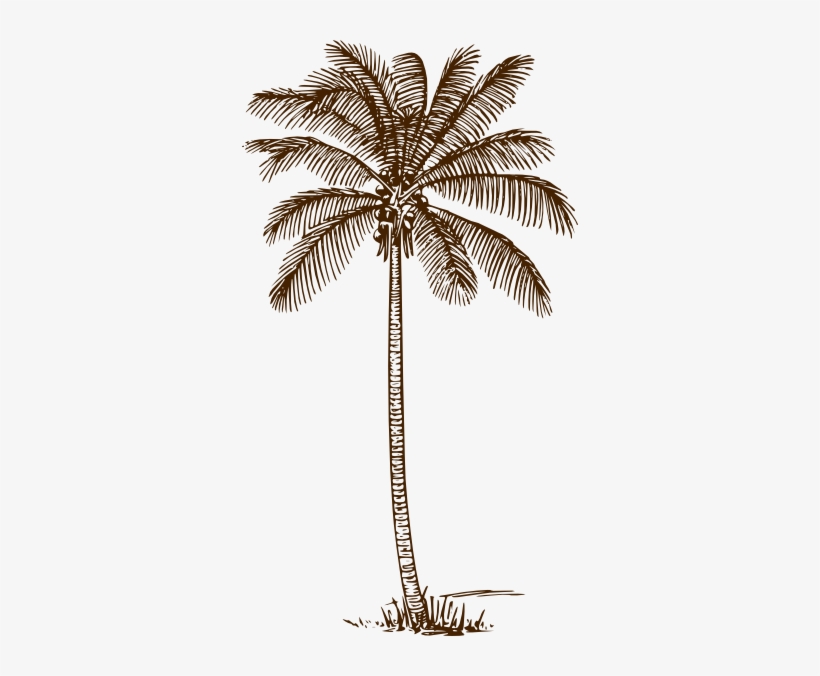 Detail Palm Tree Drawing Png Nomer 11