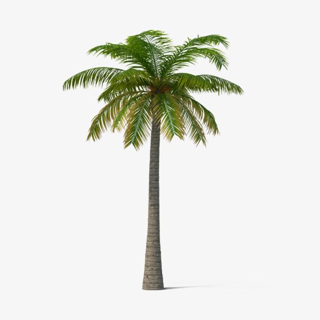 Detail Palm Tree Drawing Png Nomer 54