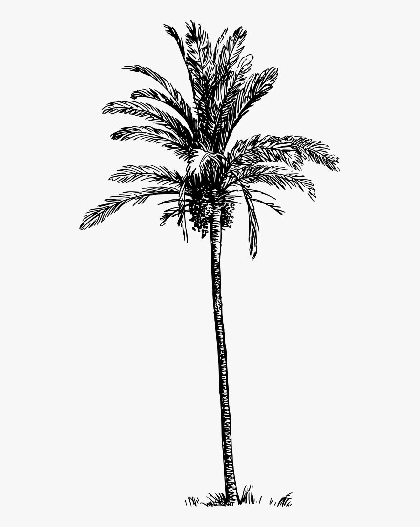 Detail Palm Tree Drawing Png Nomer 7