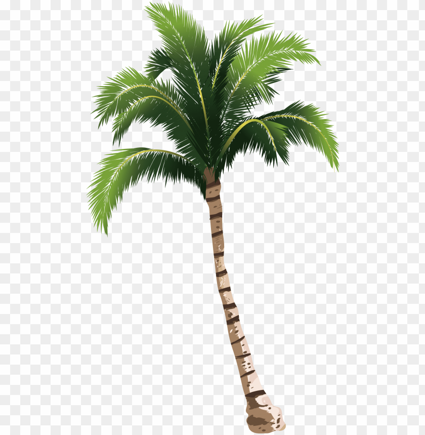 Detail Palm Tree Hd Nomer 30