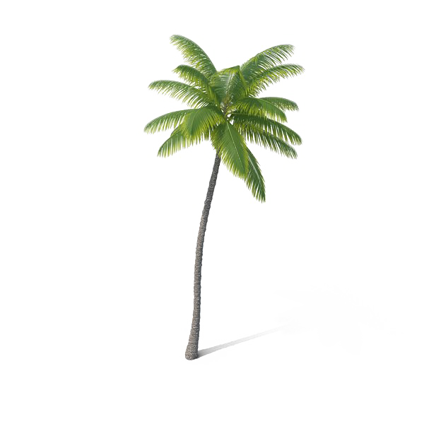 Detail Palm Tree Hd Nomer 41