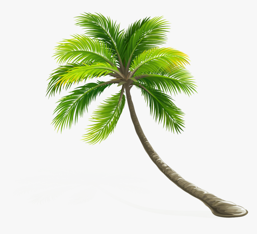 Detail Palm Tree Hd Nomer 42