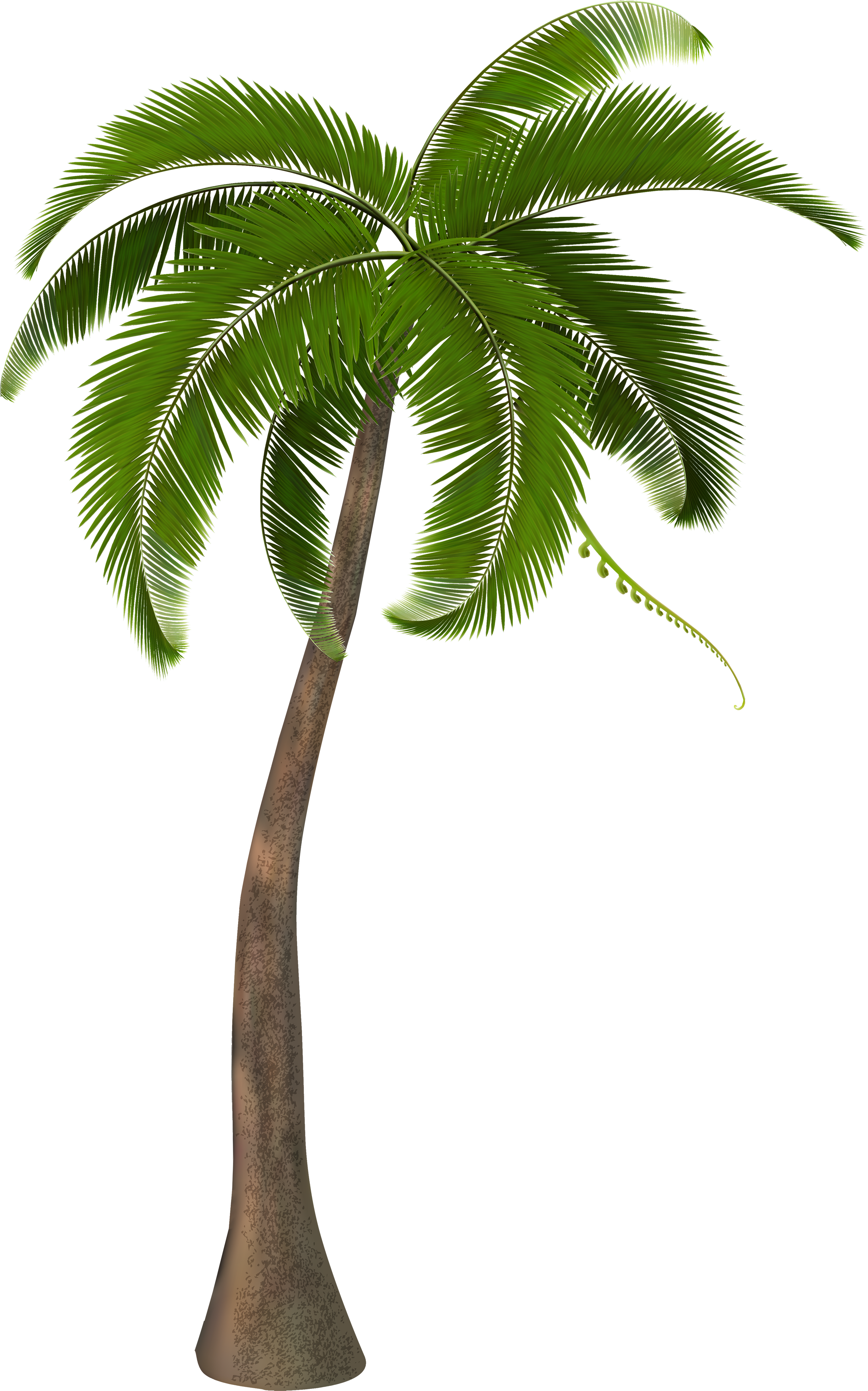 Detail Palm Tree Hd Nomer 44