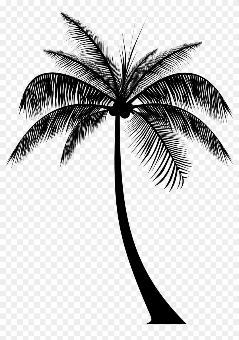 Detail Palm Tree Hd Nomer 48
