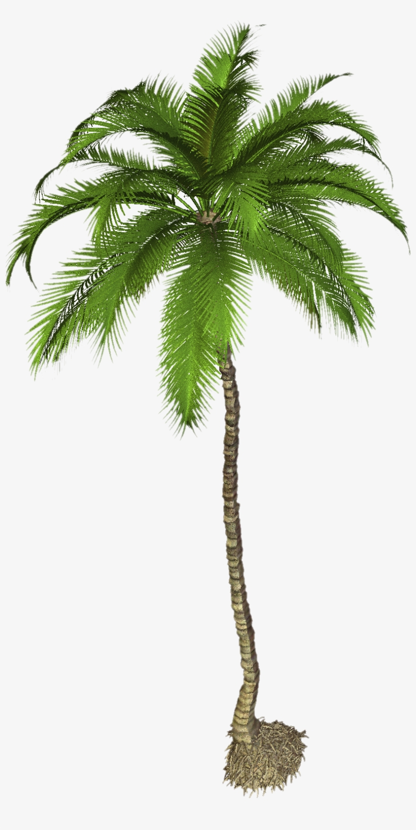 Detail Palm Tree Hd Nomer 52