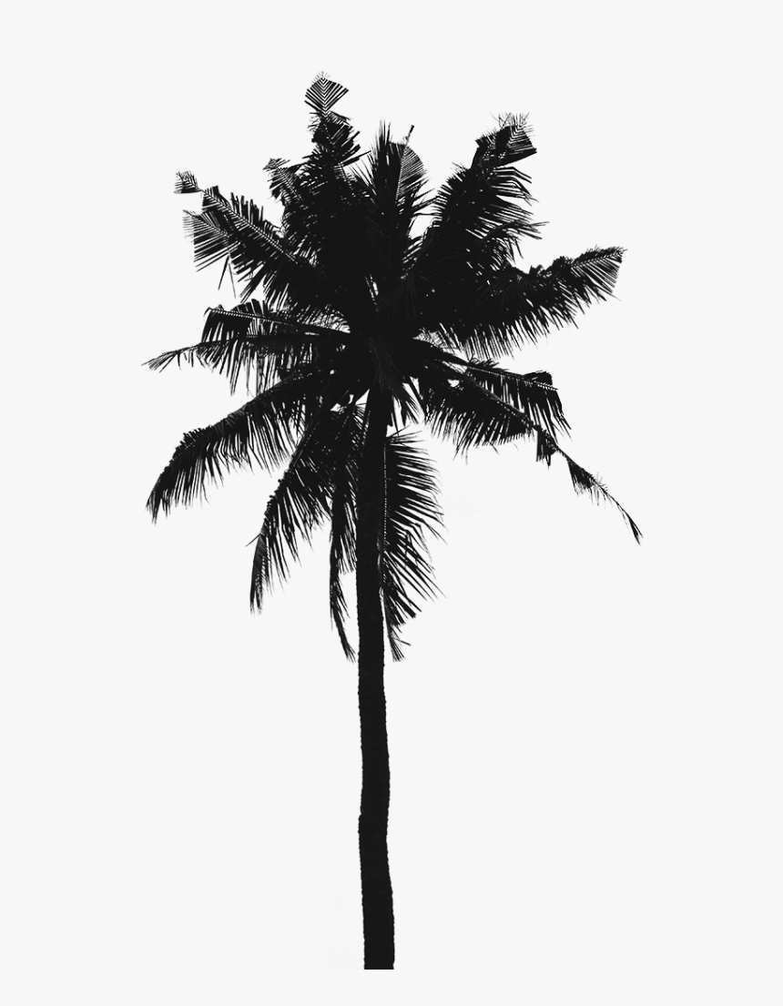 Detail Palm Tree Hd Nomer 54