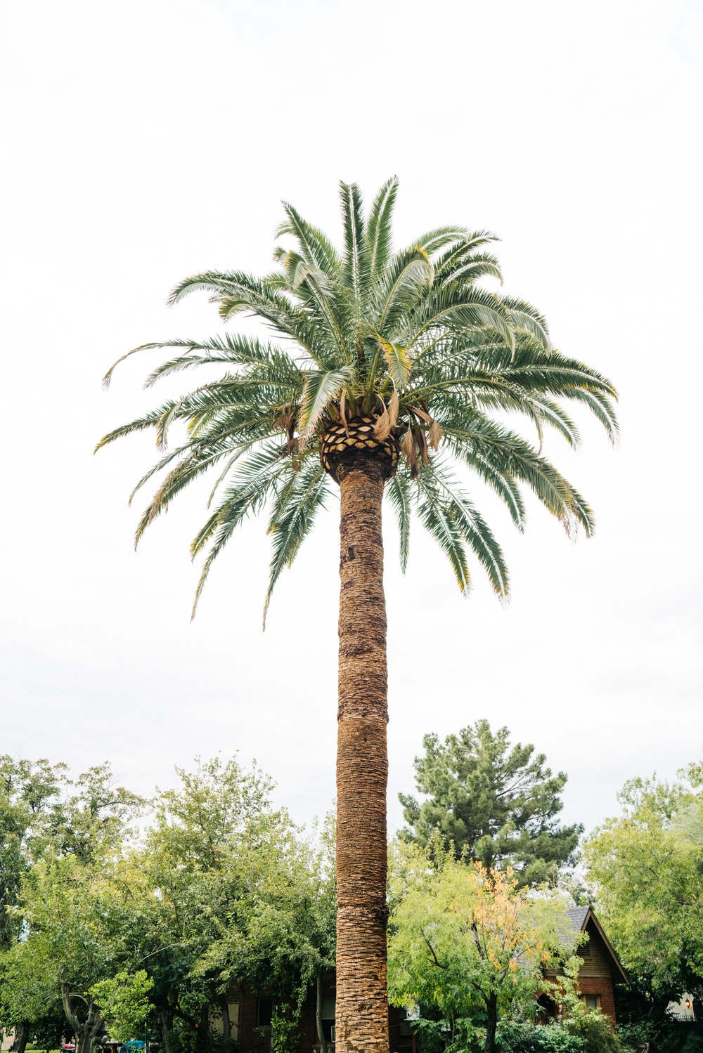 Detail Palm Tree High Resolution Nomer 11