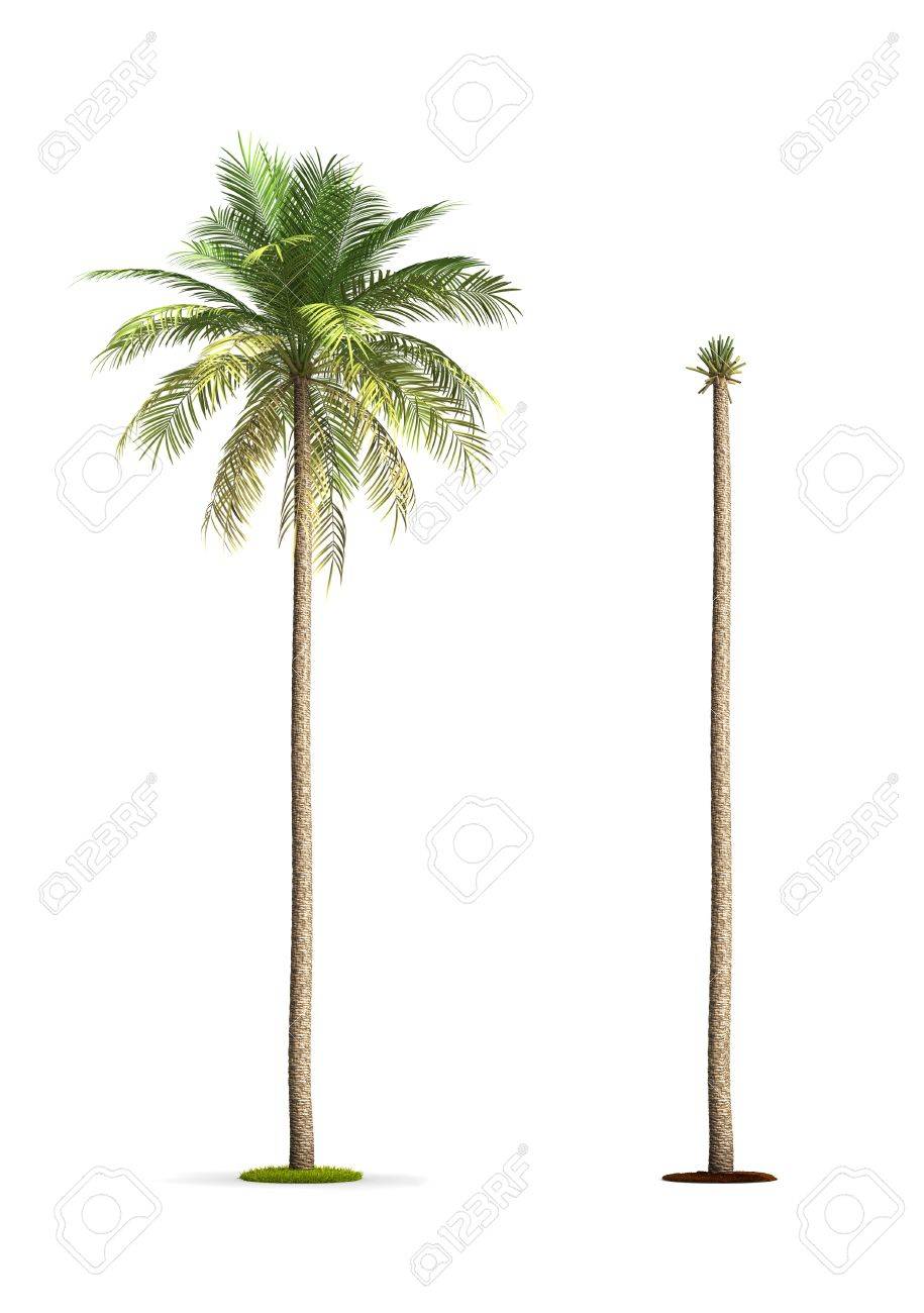 Detail Palm Tree High Resolution Nomer 12