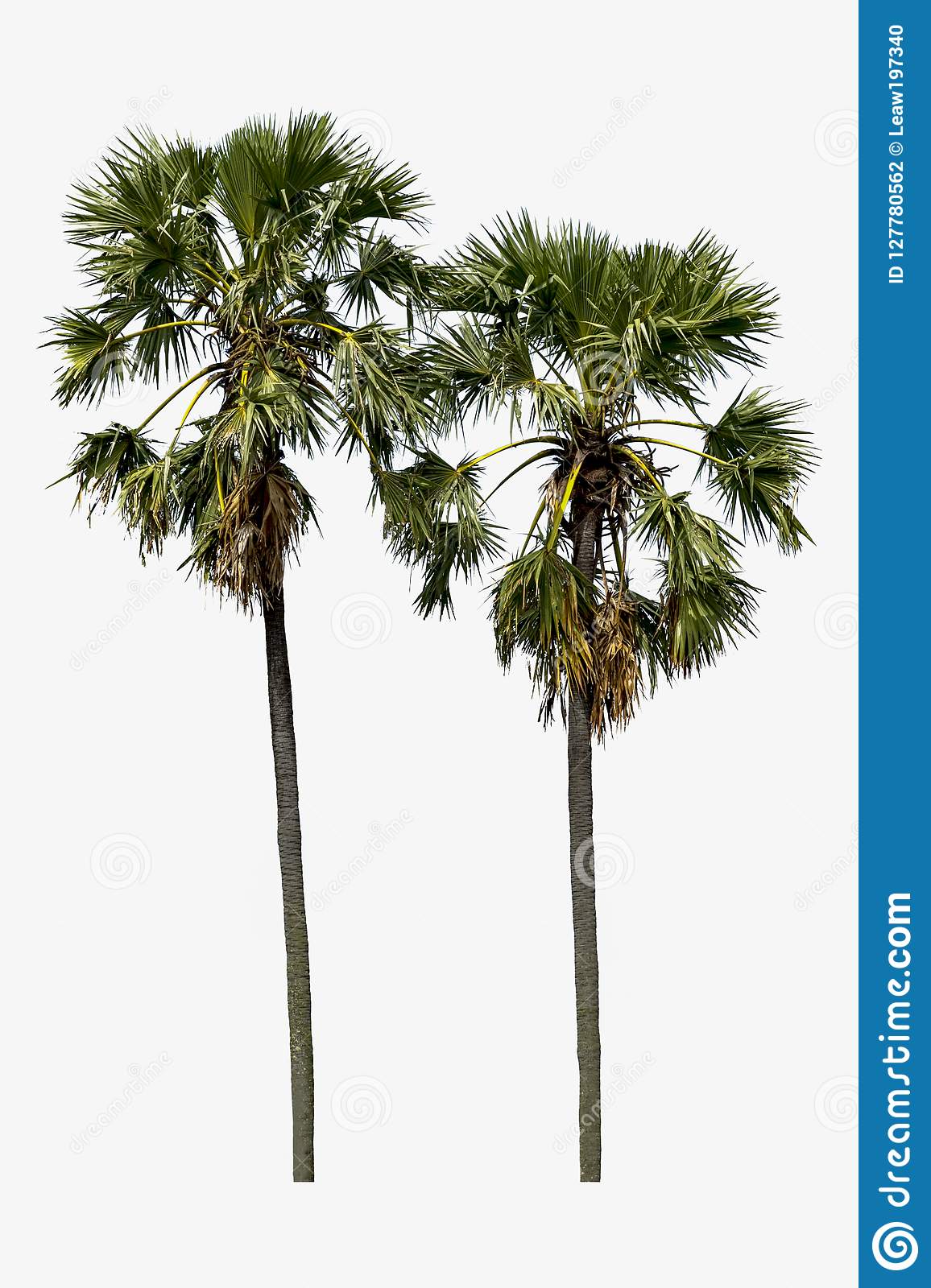 Detail Palm Tree High Resolution Nomer 14