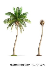 Detail Palm Tree High Resolution Nomer 15