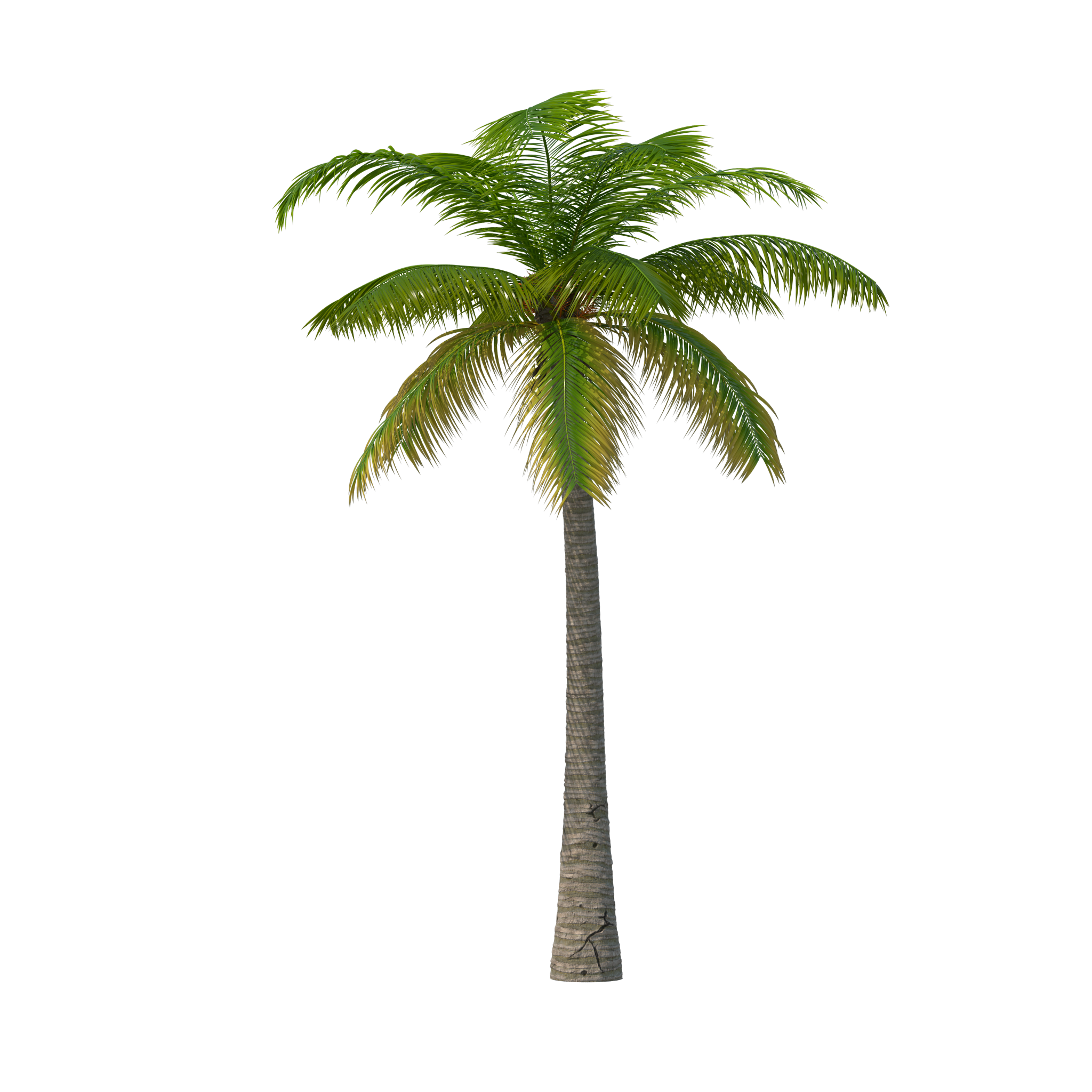 Detail Palm Tree High Resolution Nomer 21