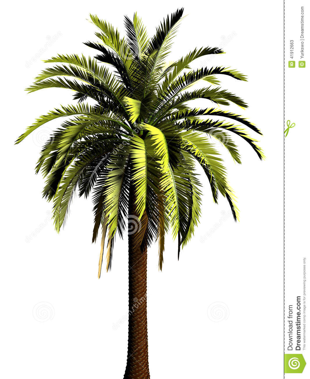 Detail Palm Tree High Resolution Nomer 23