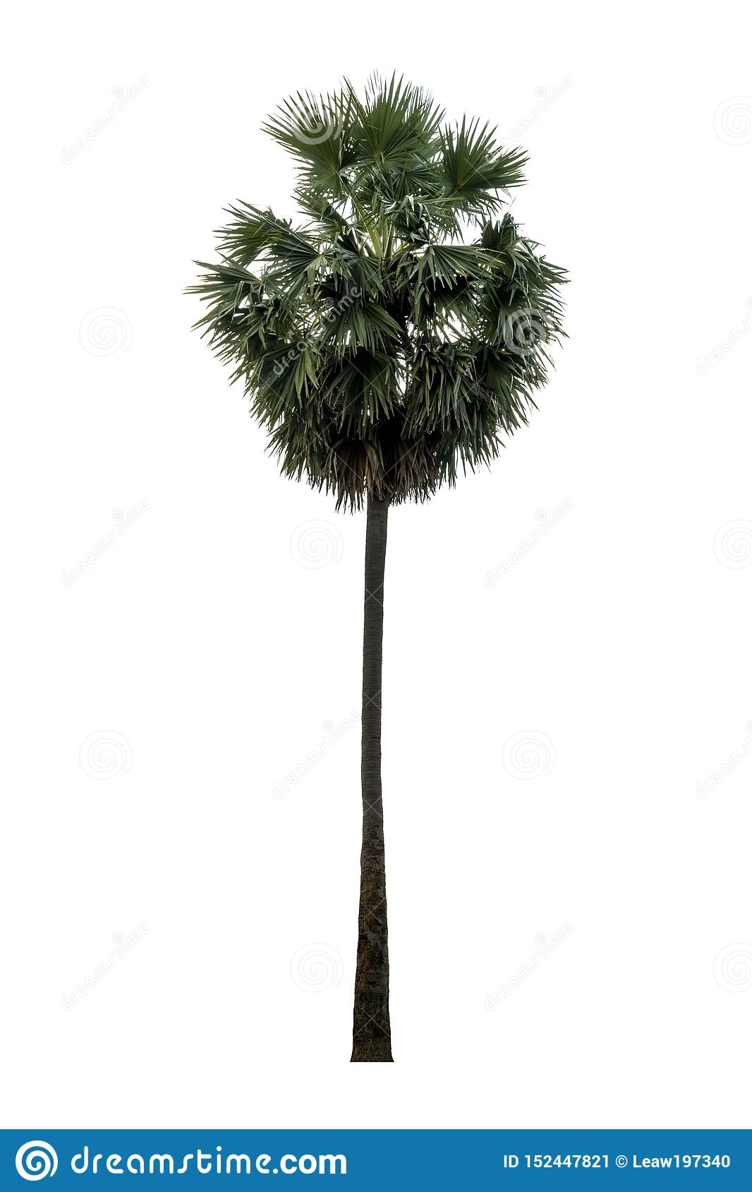 Detail Palm Tree High Resolution Nomer 26
