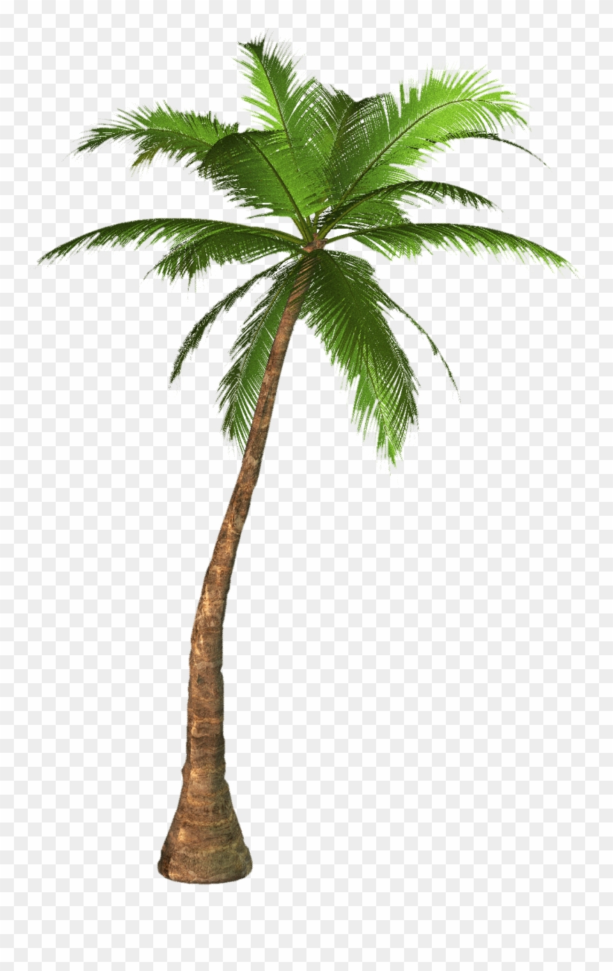 Detail Palm Tree High Resolution Nomer 4
