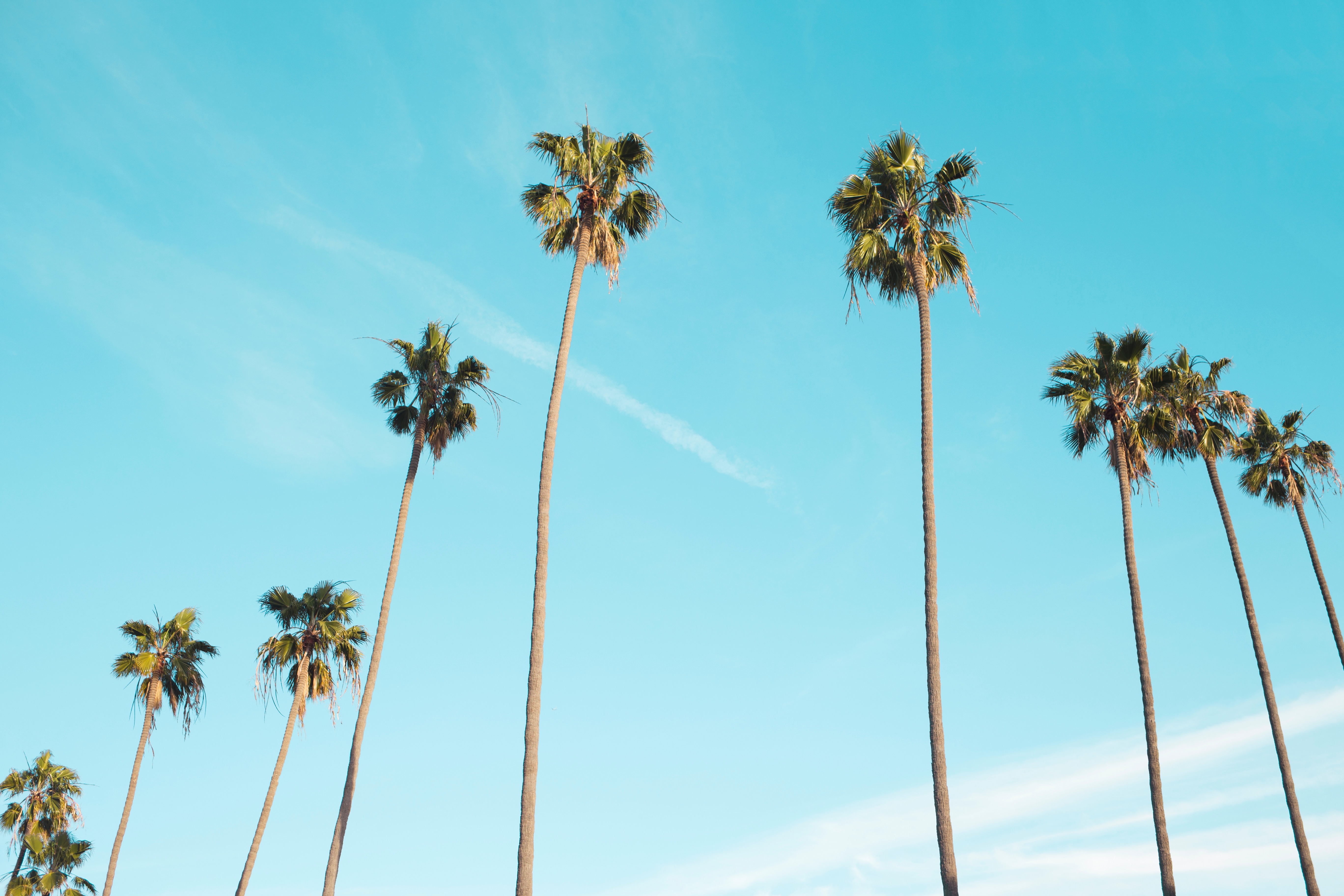 Detail Palm Tree High Resolution Nomer 33
