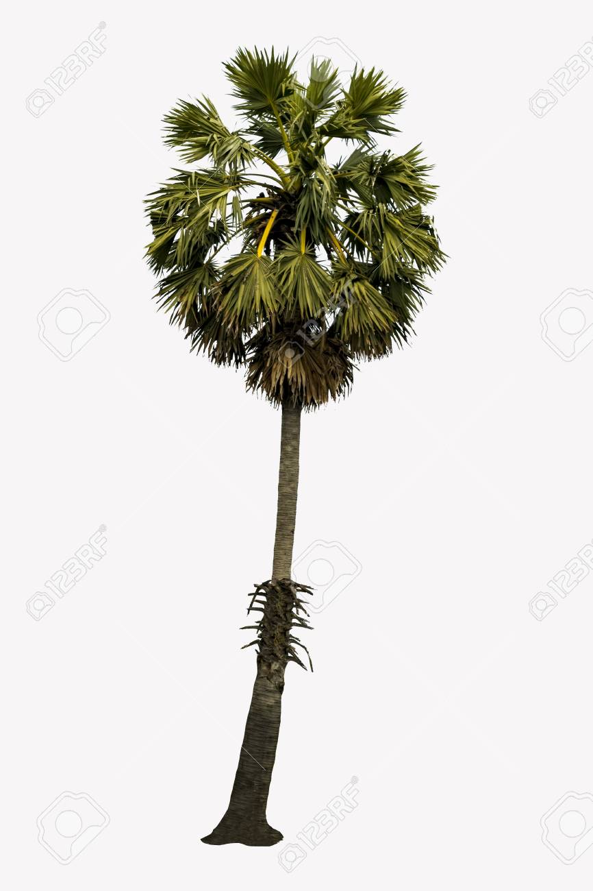 Detail Palm Tree High Resolution Nomer 35