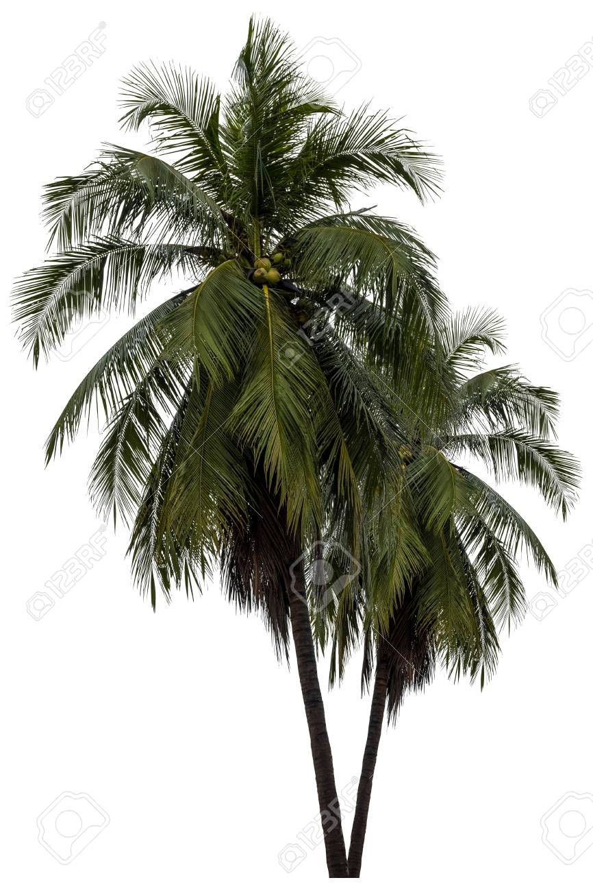 Detail Palm Tree High Resolution Nomer 36
