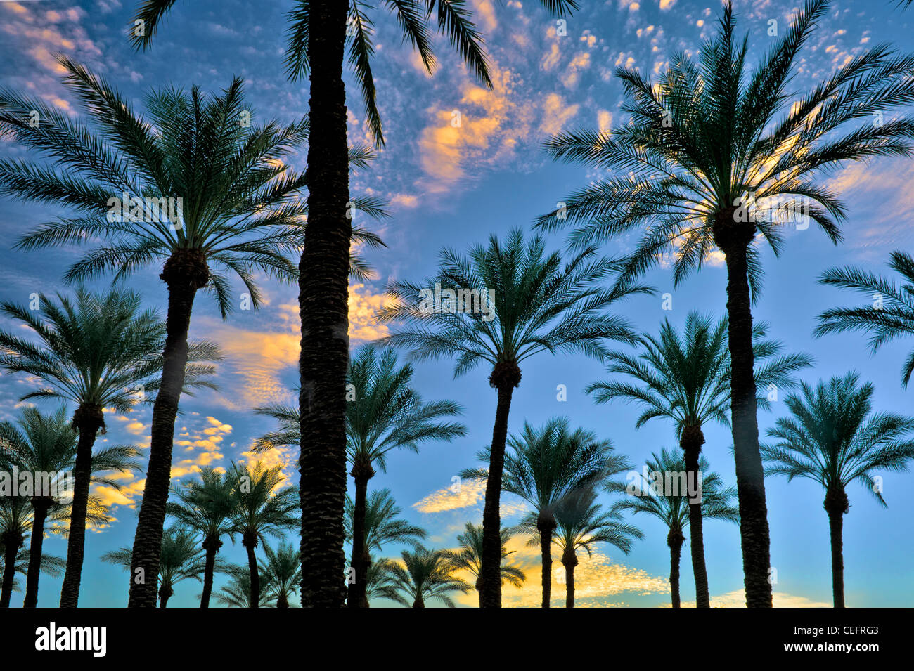 Detail Palm Tree High Resolution Nomer 37