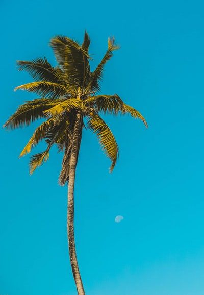 Detail Palm Tree High Resolution Nomer 41