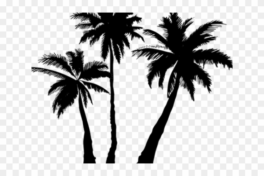 Detail Palm Tree High Resolution Nomer 43