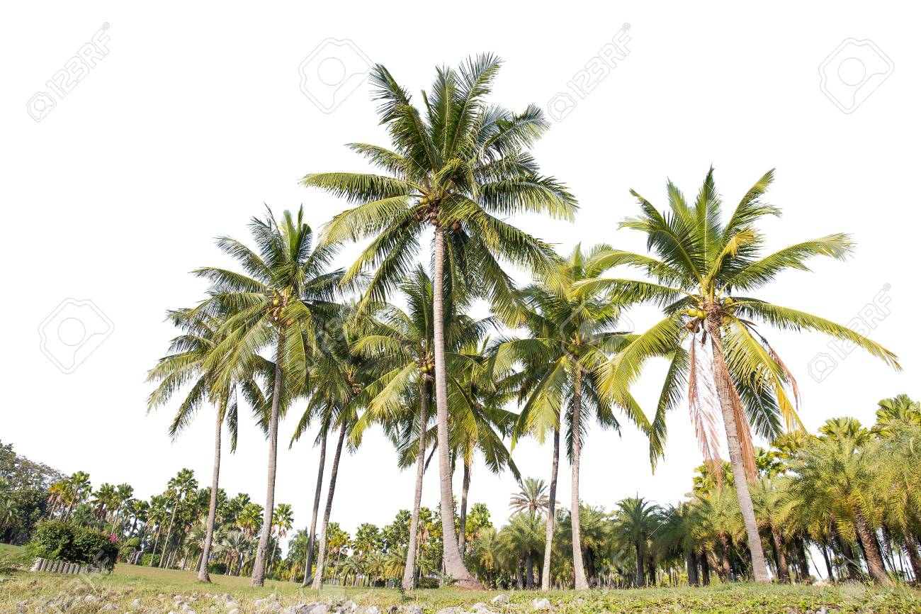 Detail Palm Tree High Resolution Nomer 44