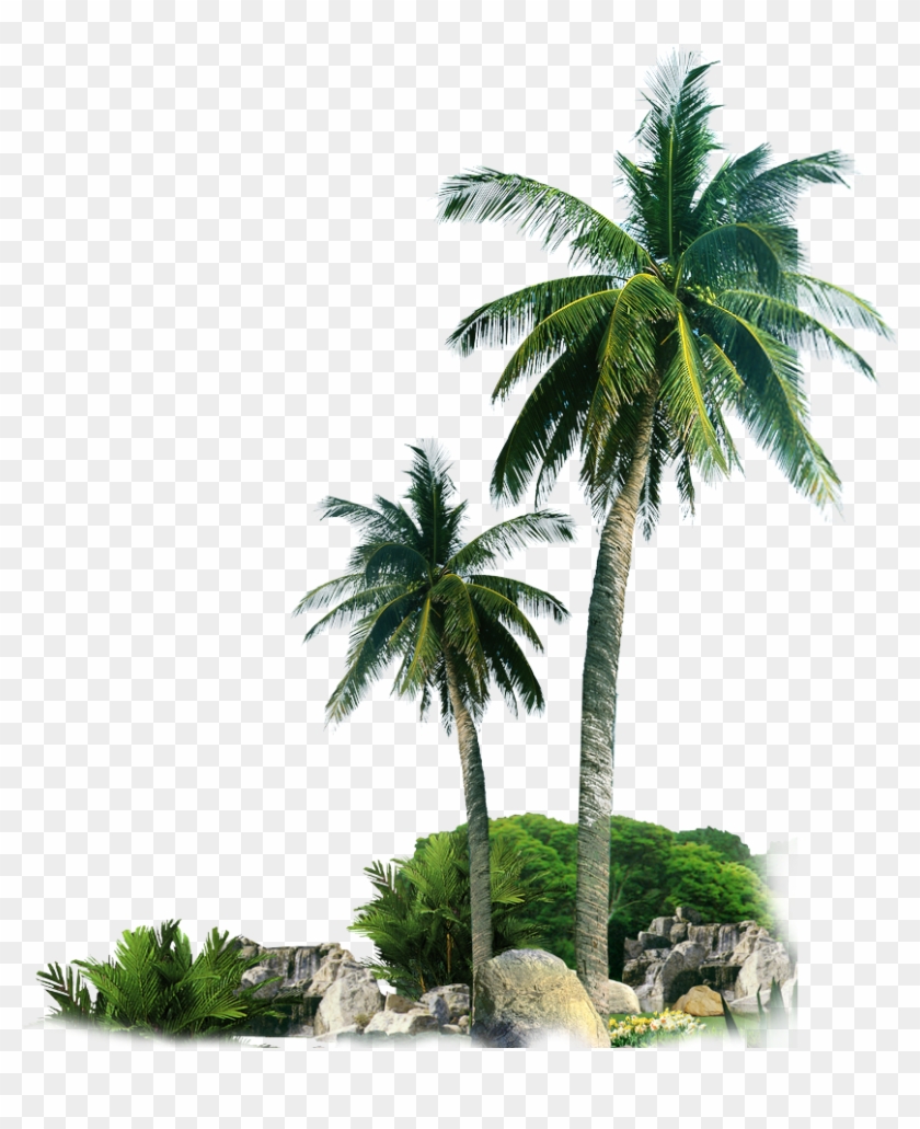 Detail Palm Tree High Resolution Nomer 45