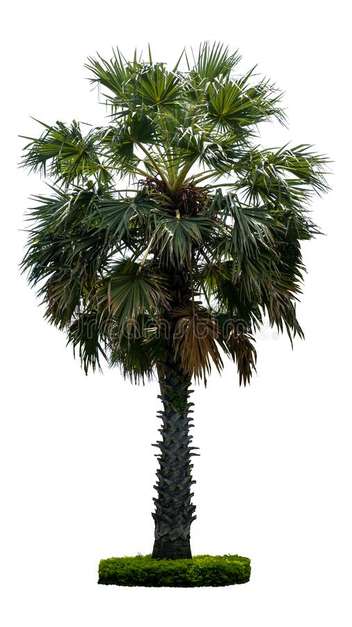 Detail Palm Tree High Resolution Nomer 48