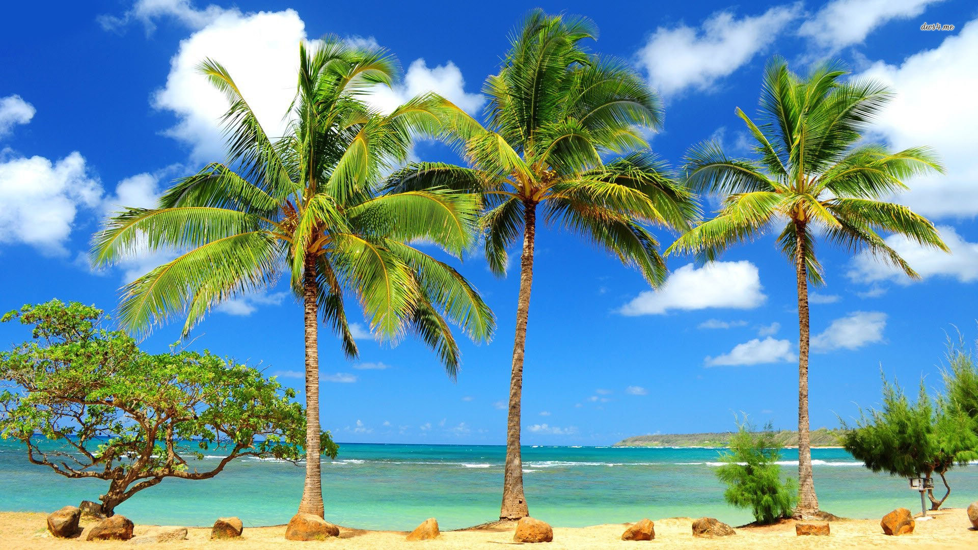 Detail Palm Tree High Resolution Nomer 49