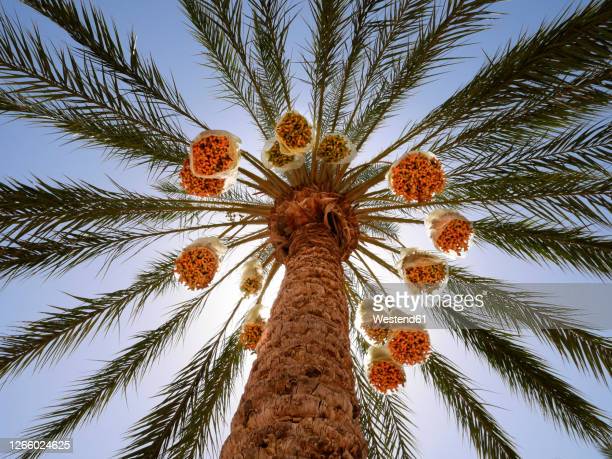 Detail Palm Tree High Resolution Nomer 51