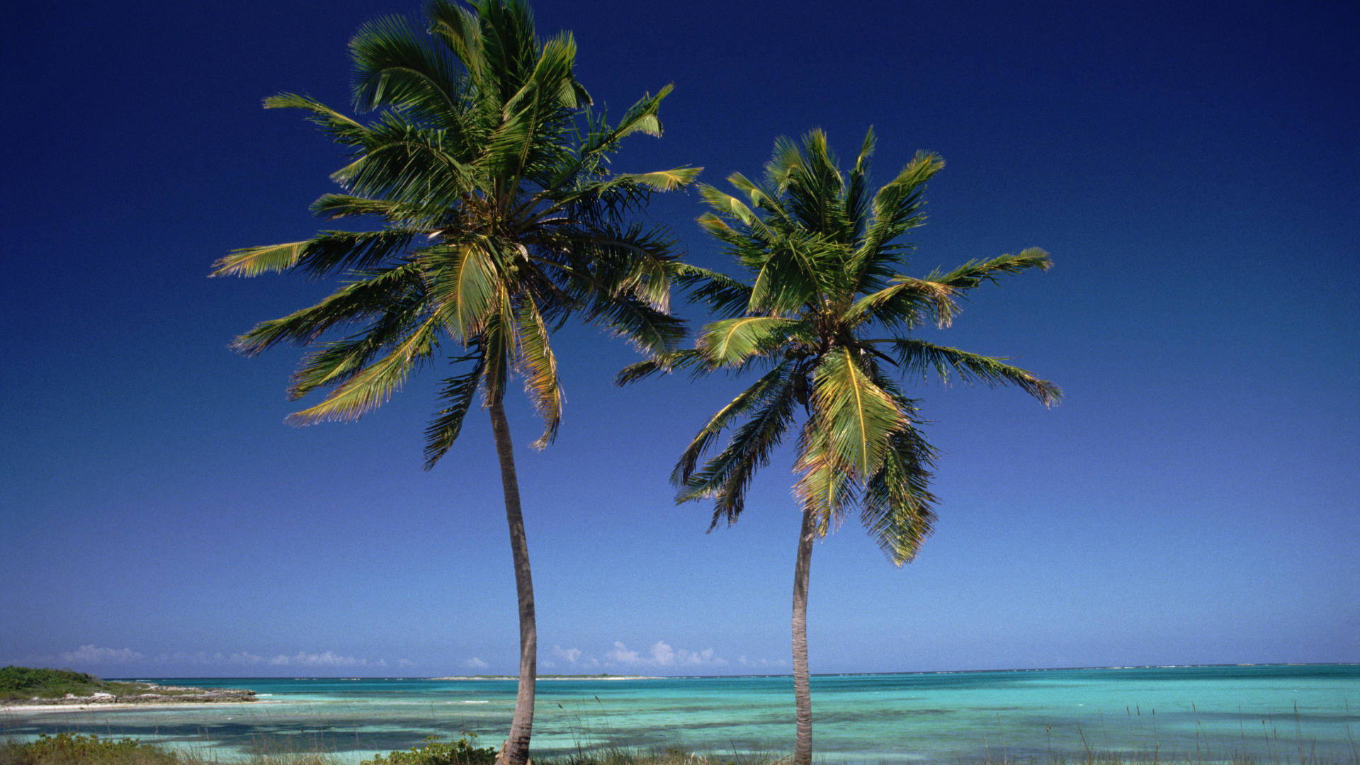 Detail Palm Tree High Resolution Nomer 53