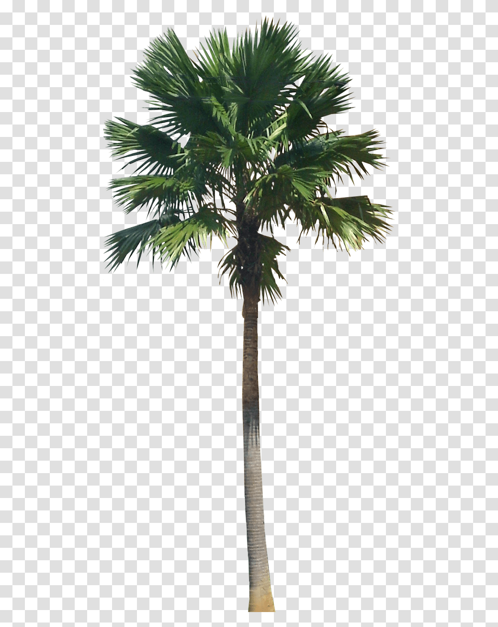 Detail Palm Tree High Resolution Nomer 54