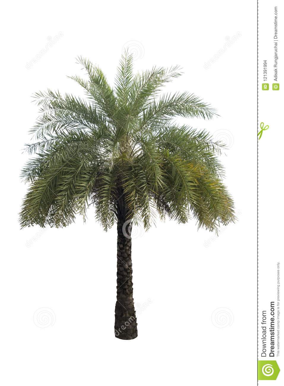 Detail Palm Tree High Resolution Nomer 55