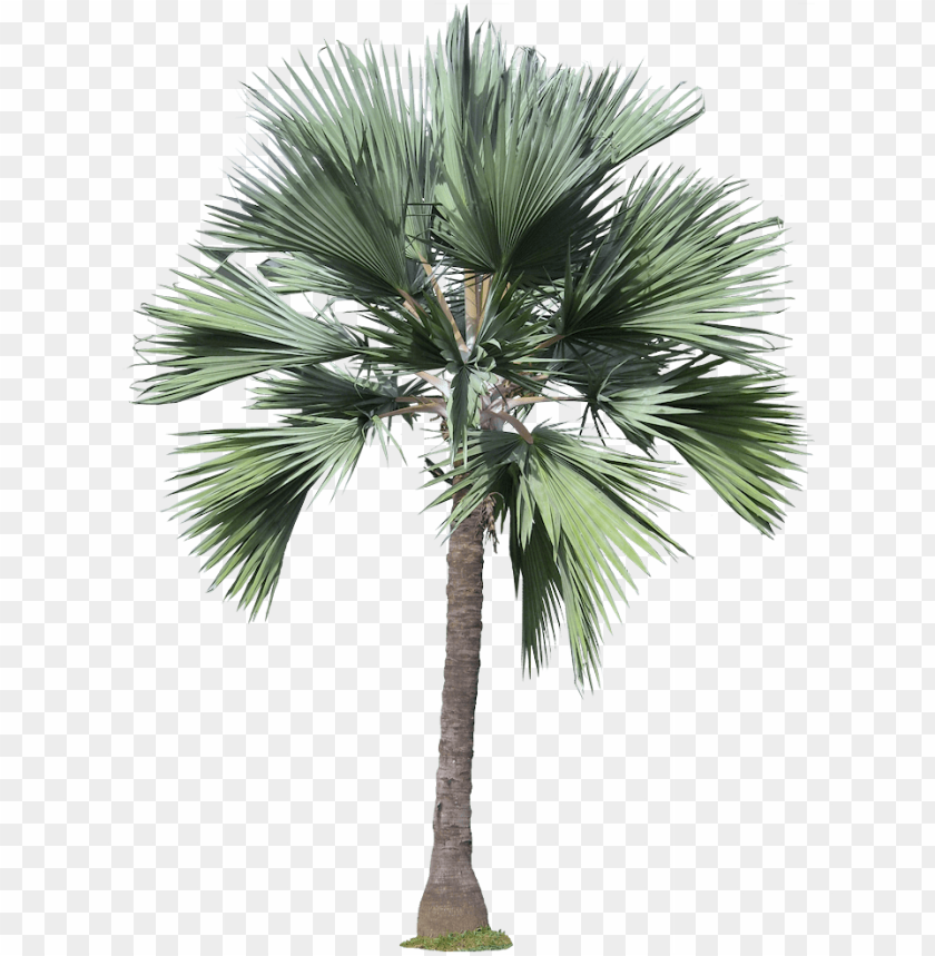 Detail Palm Tree High Resolution Nomer 56
