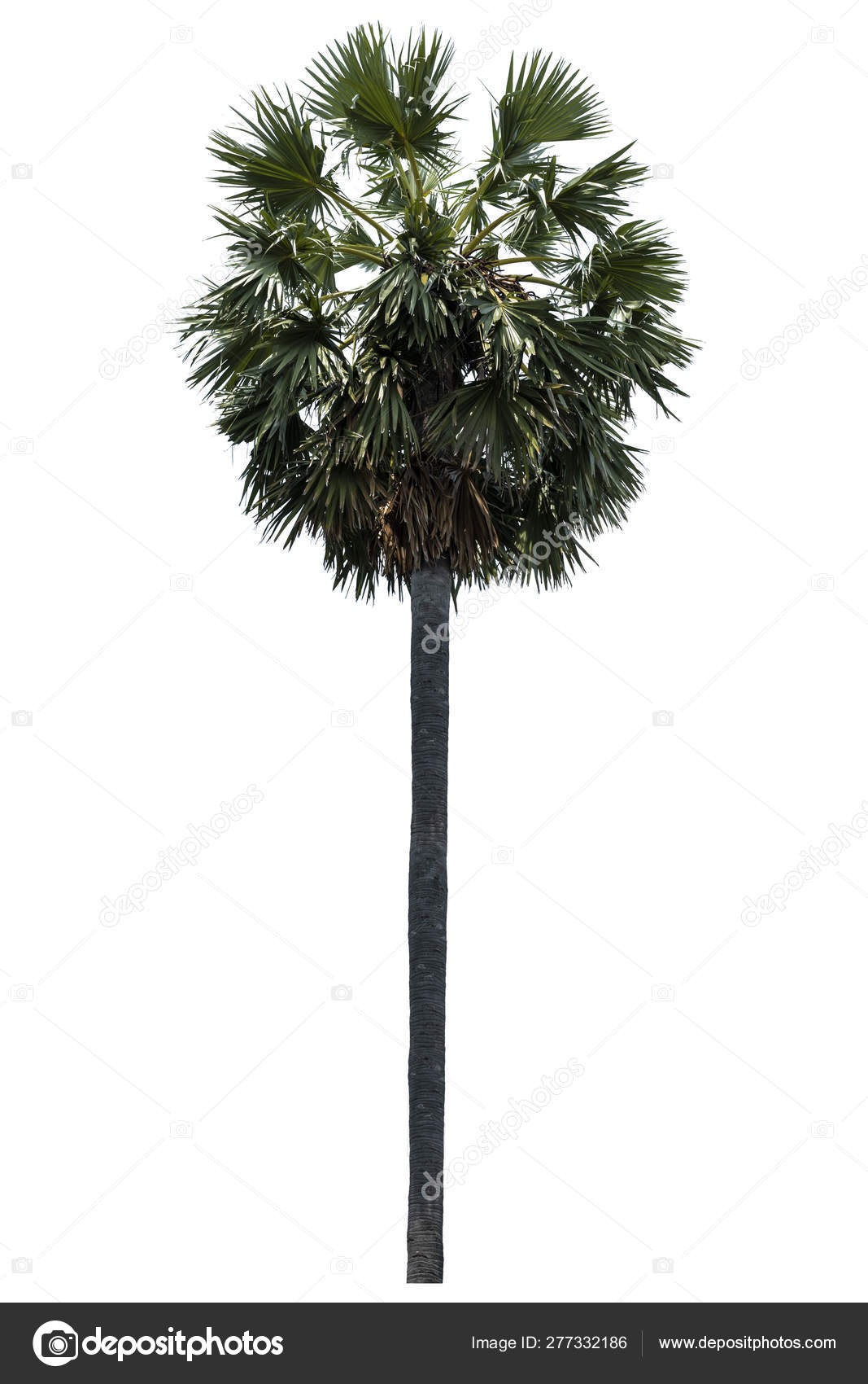 Detail Palm Tree High Resolution Nomer 57