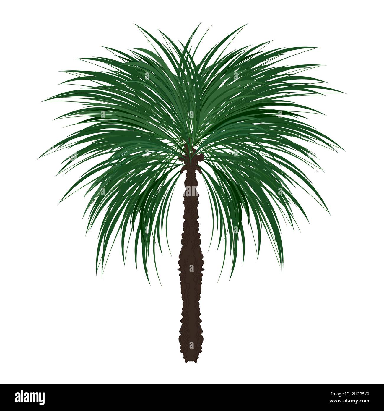 Detail Palm Tree High Resolution Nomer 58