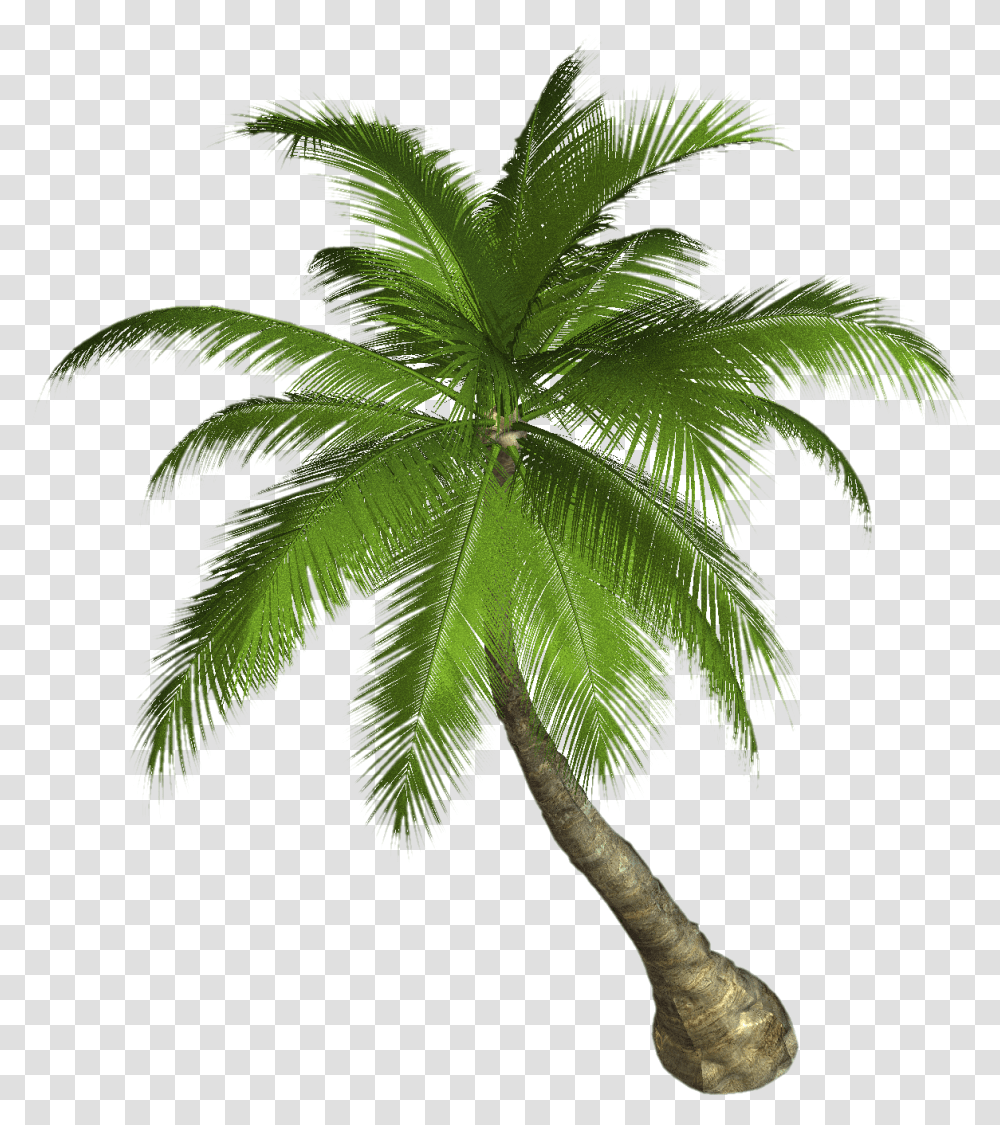 Detail Palm Tree High Resolution Nomer 10