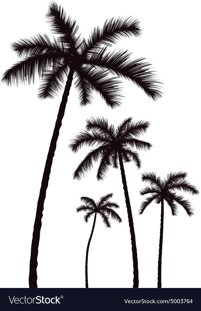 Detail Palm Tree Image Free Nomer 13