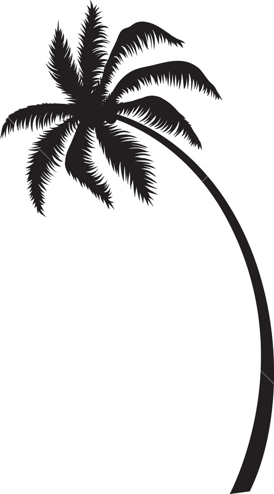 Detail Palm Tree Image Free Nomer 18