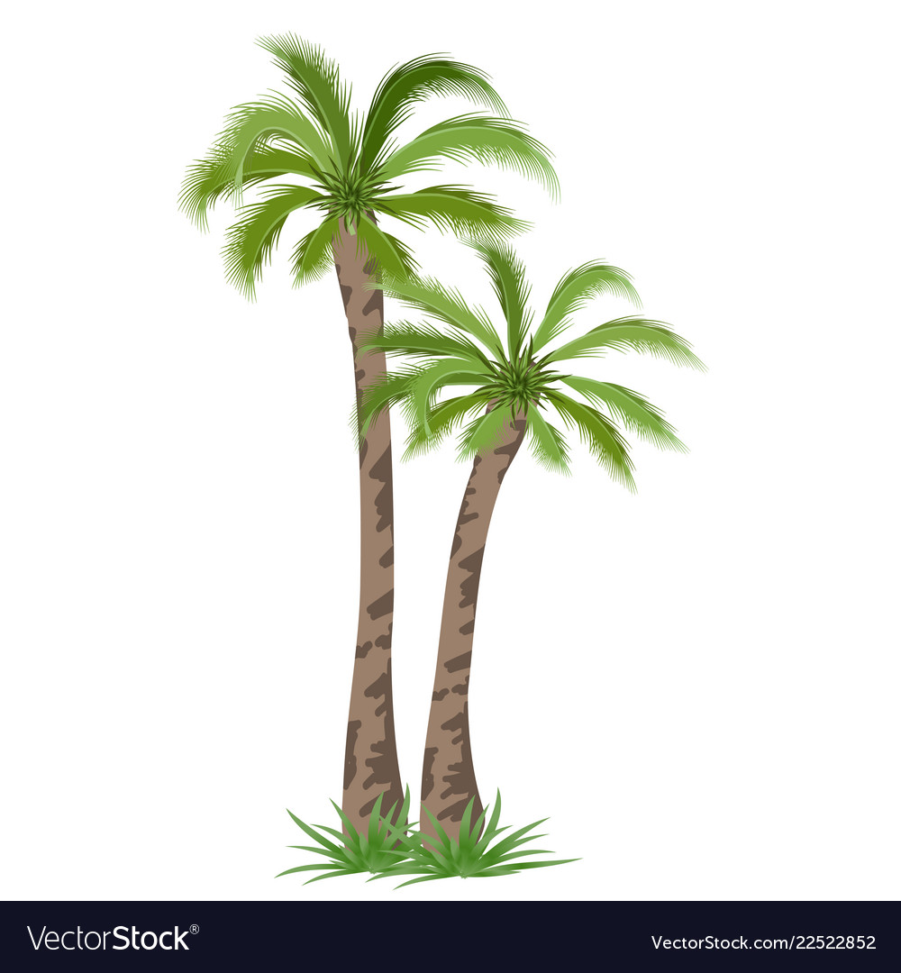 Detail Palm Tree Image Free Nomer 22