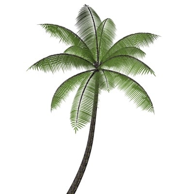 Detail Palm Tree Image Free Nomer 27