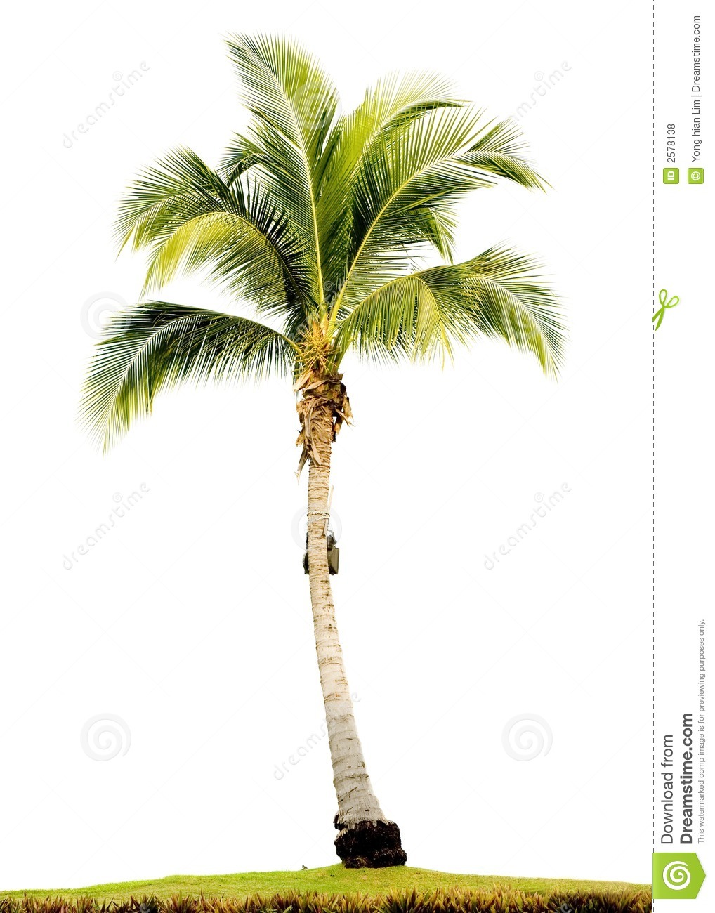 Detail Palm Tree Image Free Nomer 31