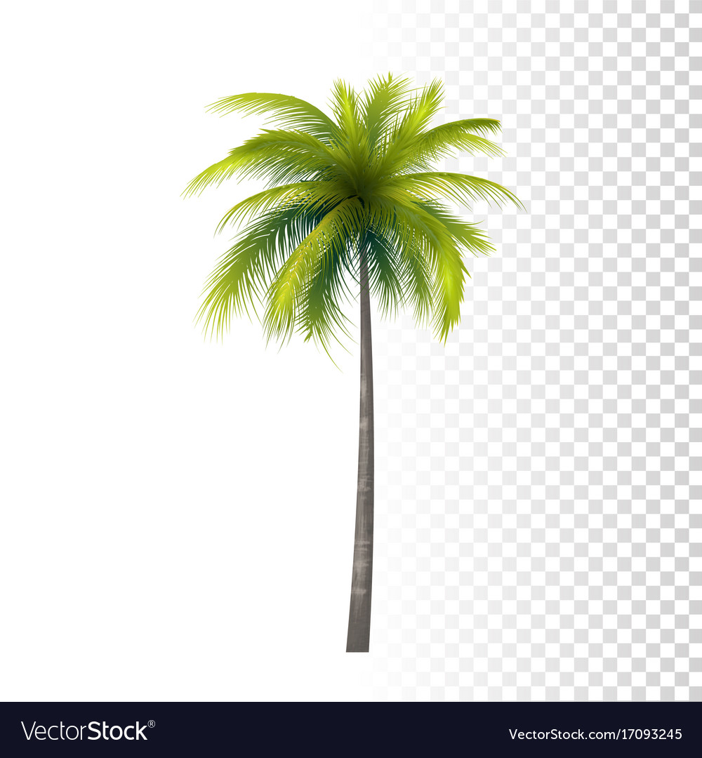 Detail Palm Tree Image Free Nomer 34