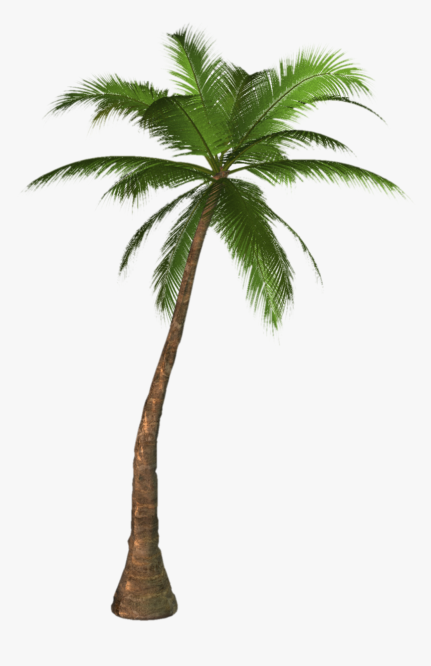 Detail Palm Tree Image Free Nomer 47