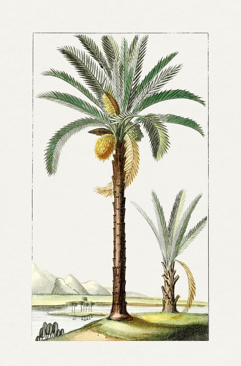 Detail Palm Tree Image Free Nomer 51