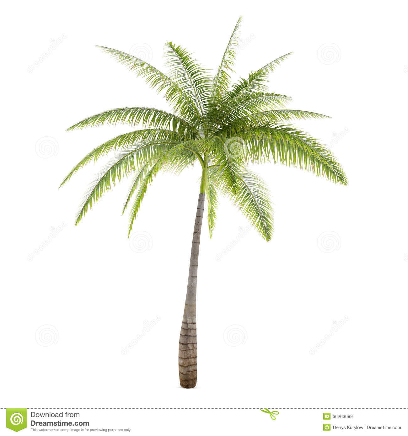 Detail Palm Tree Image Free Nomer 55