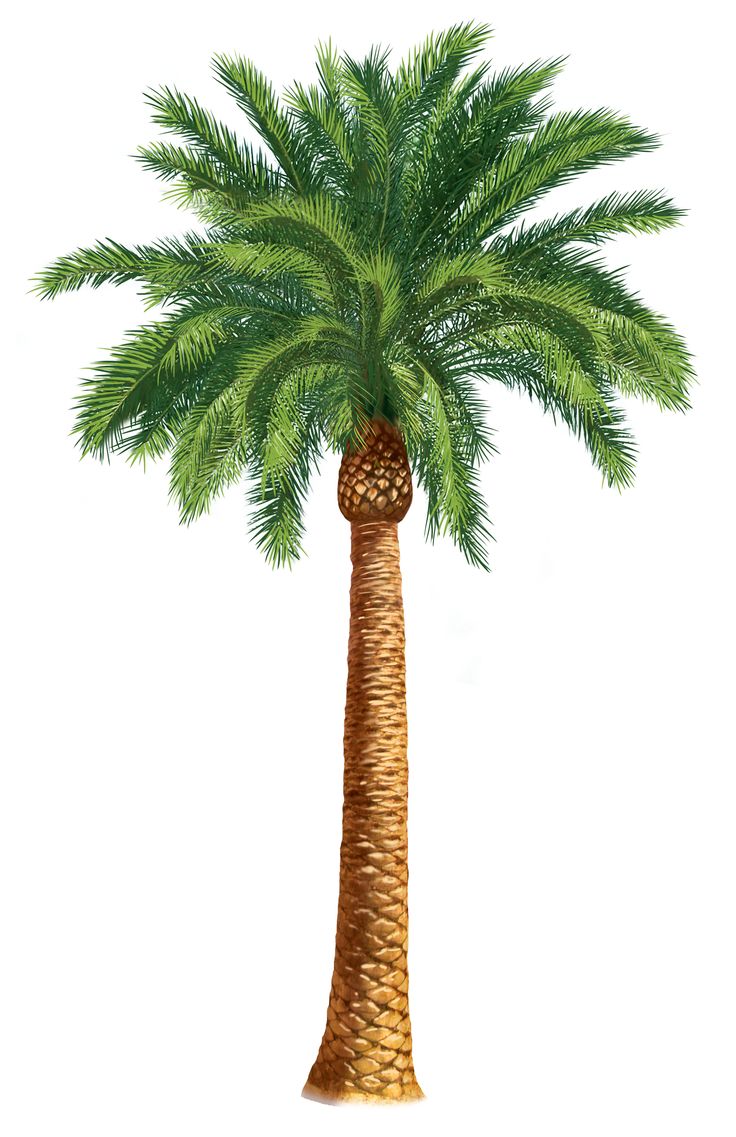 Detail Palm Tree Images Clip Art Nomer 24