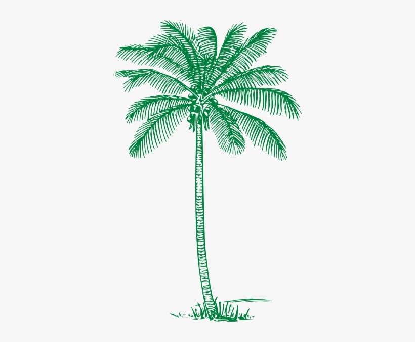 Detail Palm Tree Images Clip Art Nomer 32