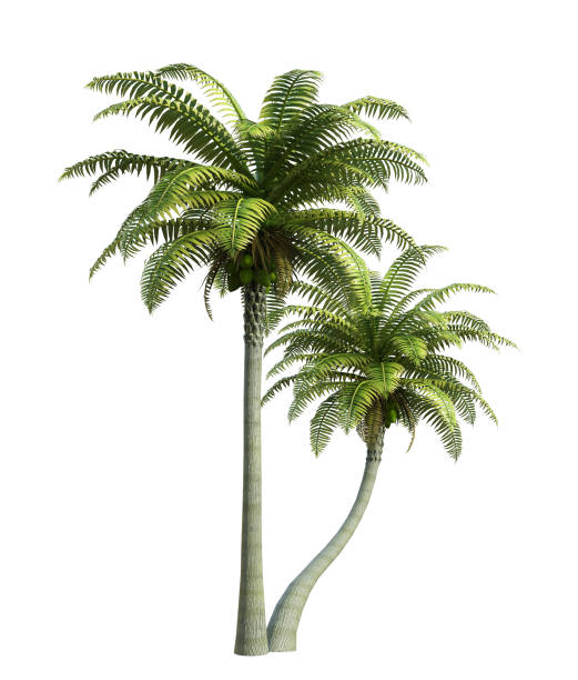 Detail Palm Tree Images Free Nomer 45