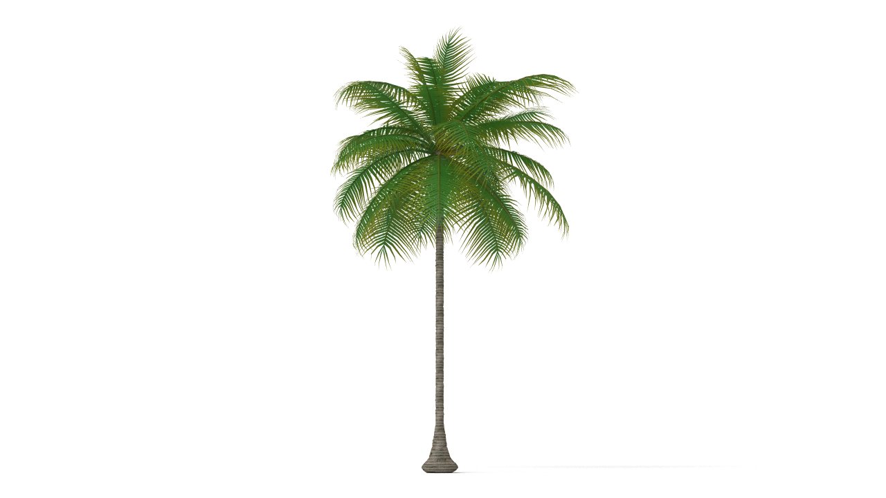 Detail Palm Tree Images Free Nomer 56